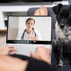Atención Online - Perros y Gatos