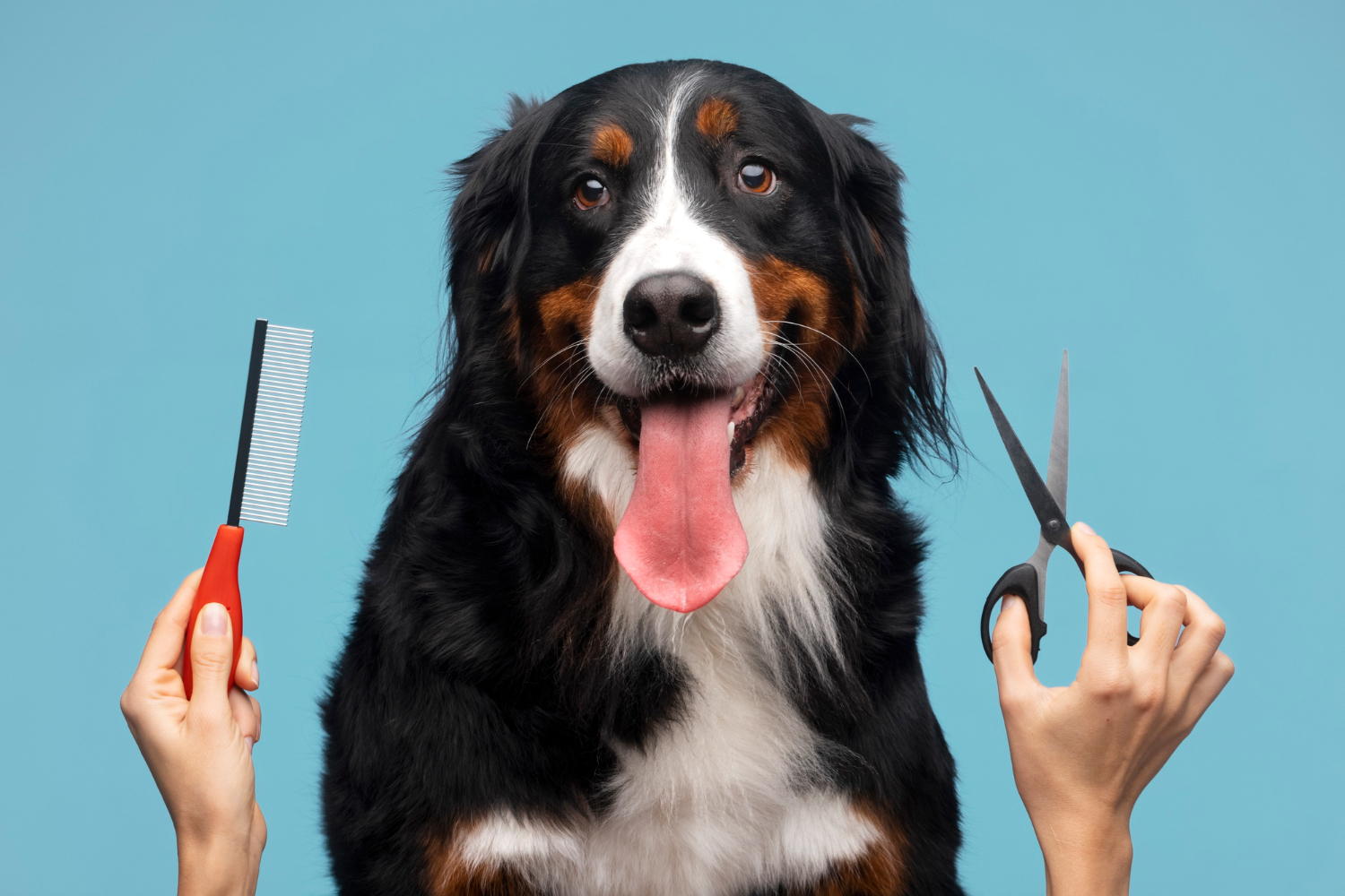 Peluquería canina