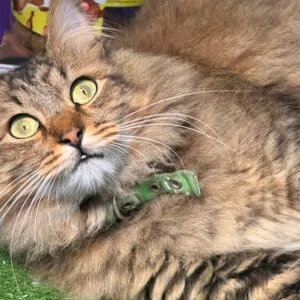 Servicio Peluquería Gatos - Sucursal Balcarce