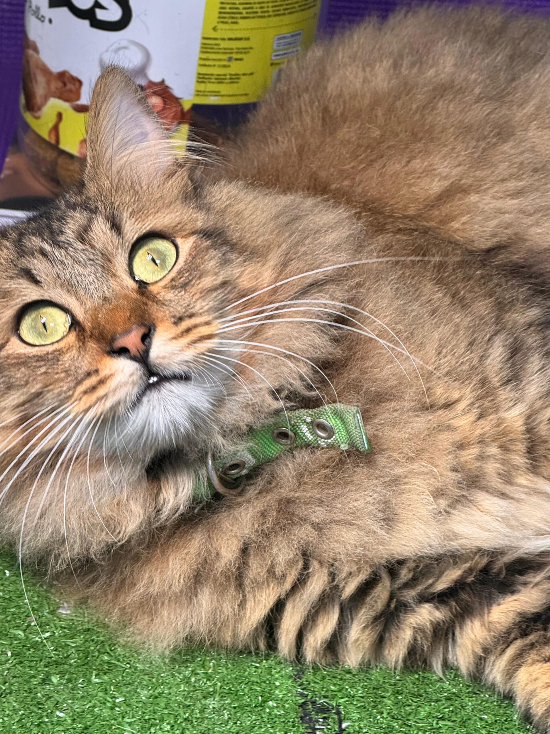 Servicio Peluquería Gatos - Sucursal Balcarce